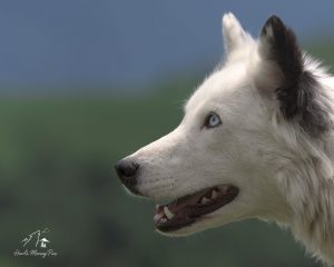 c9