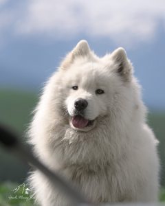 sam3